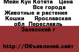 Мейн Кун Котята › Цена ­ 15 000 - Все города Животные и растения » Кошки   . Ярославская обл.,Переславль-Залесский г.